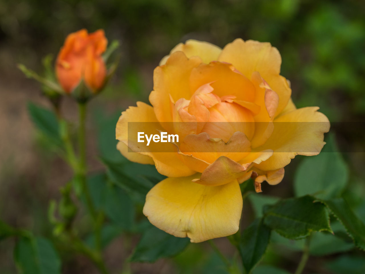 CLOSE-UP OF YELLOW FLOWER GROWING OUTDOORS