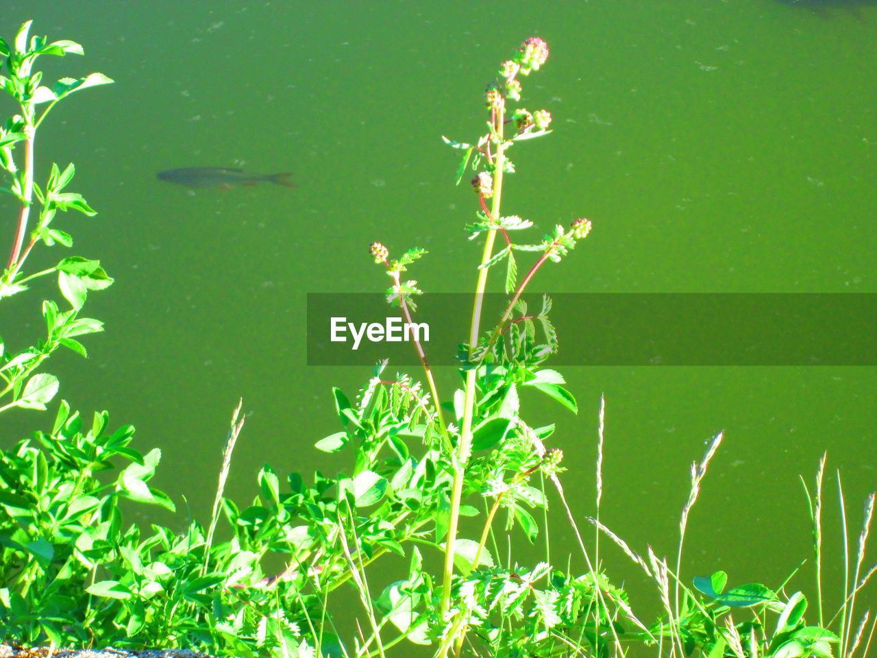 PLANTS IN LAKE