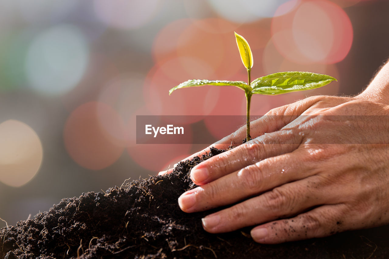 Cropped image of hands gardening at back yard