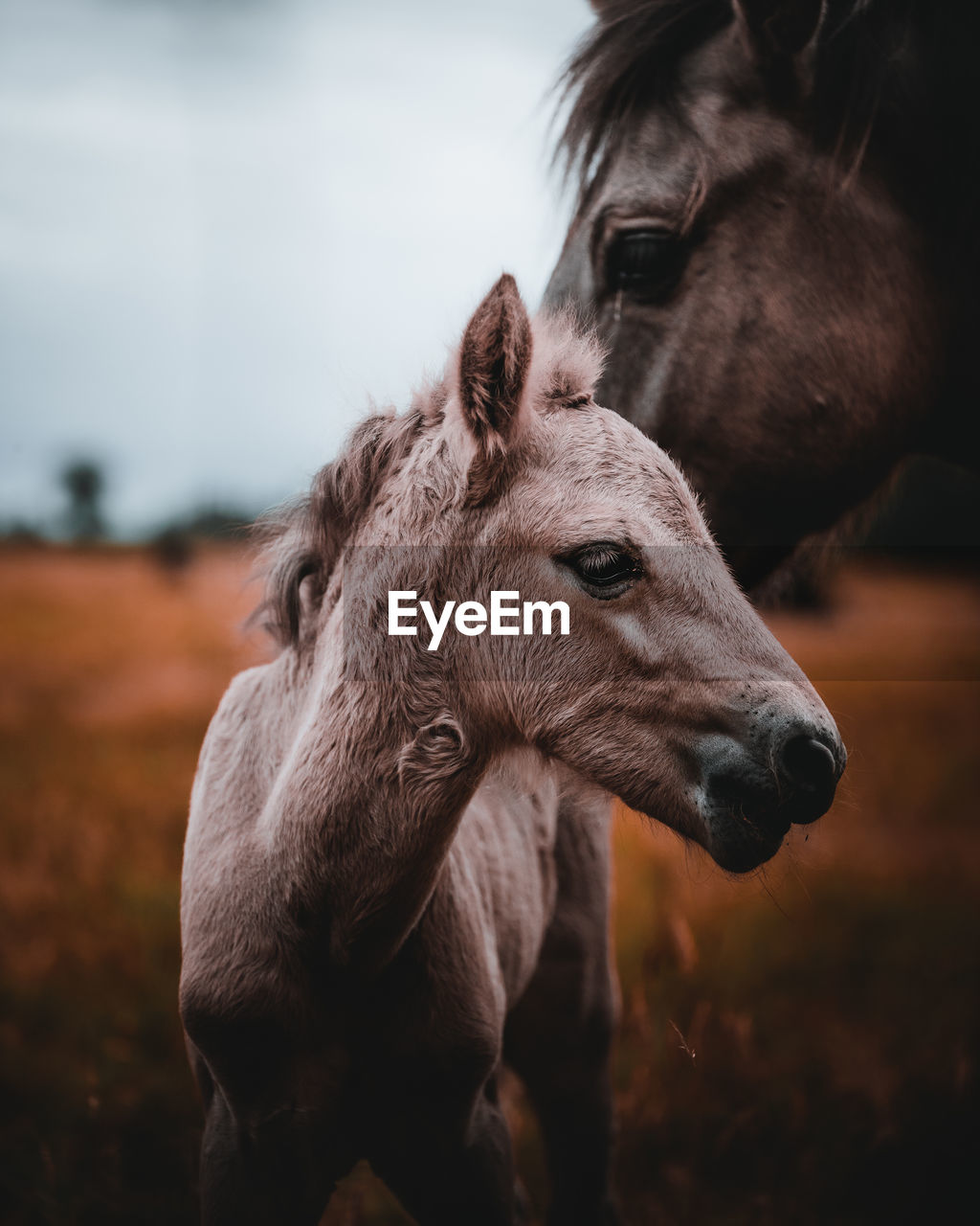 Close-up of horse on field