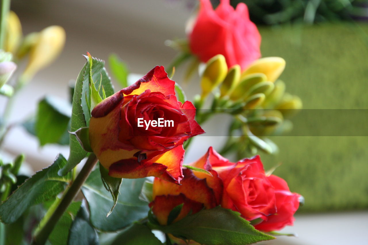 CLOSE-UP OF RED ROSE AGAINST WHITE ROSES