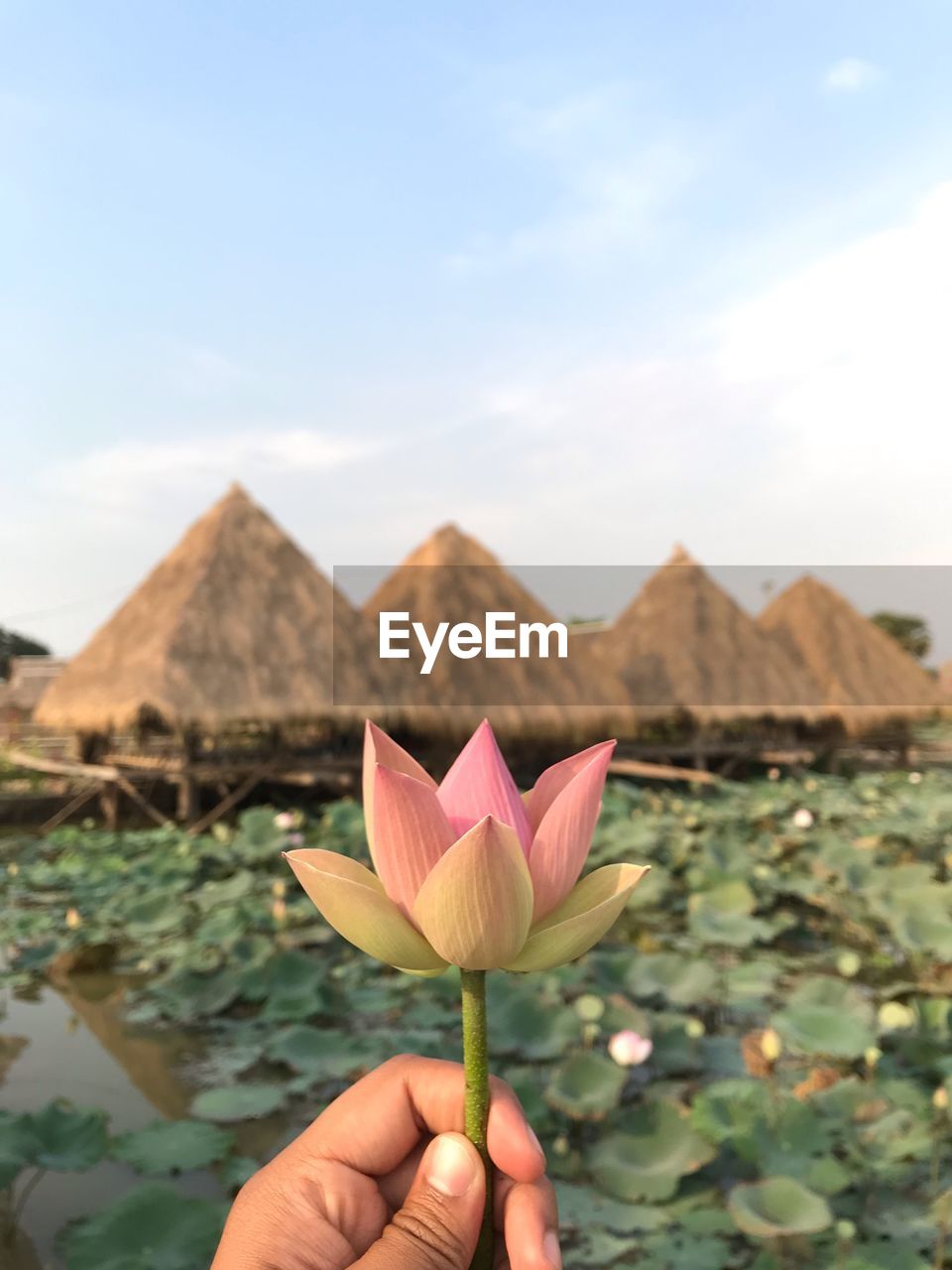 Close-up of hand holding pink lotus water lily with parasols in background against sky