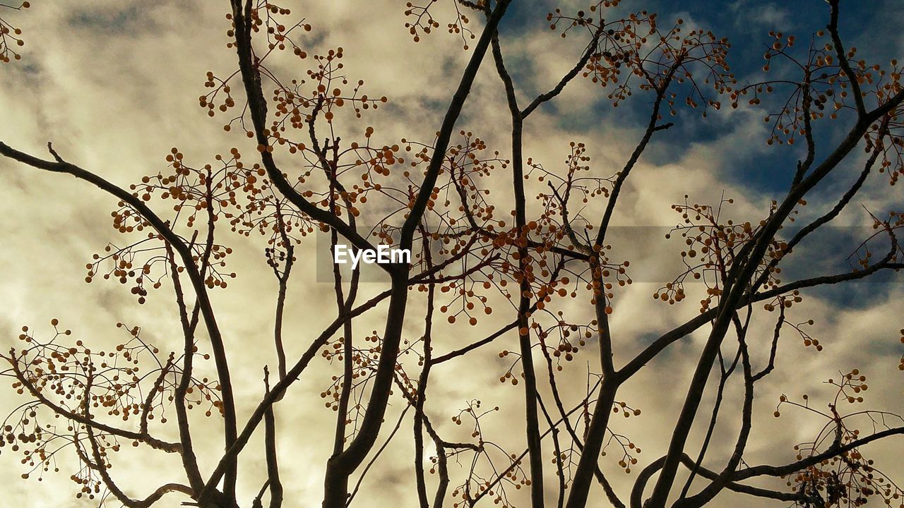 Low angle view of berries growing on trees against sky