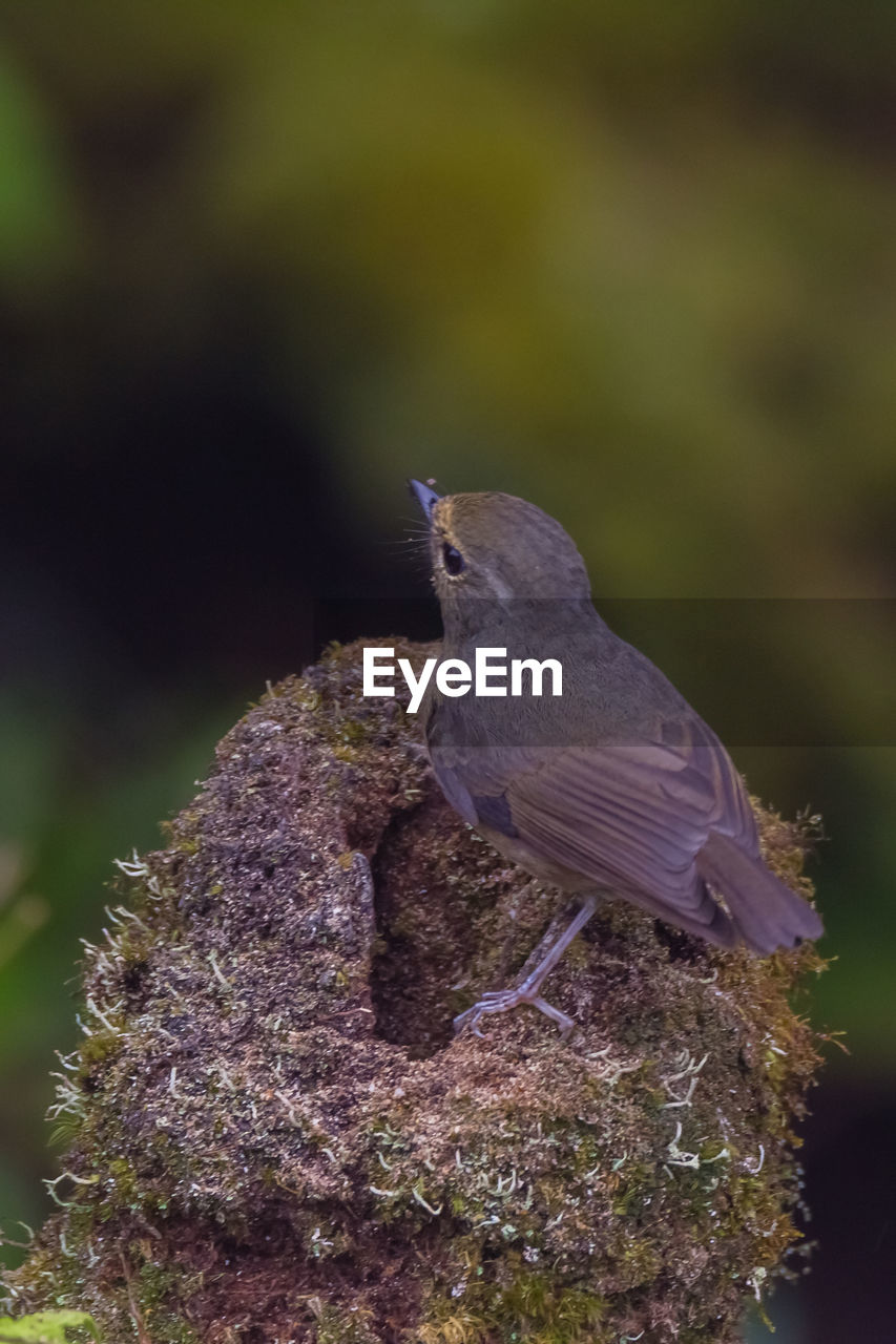 CLOSE-UP OF BIRD