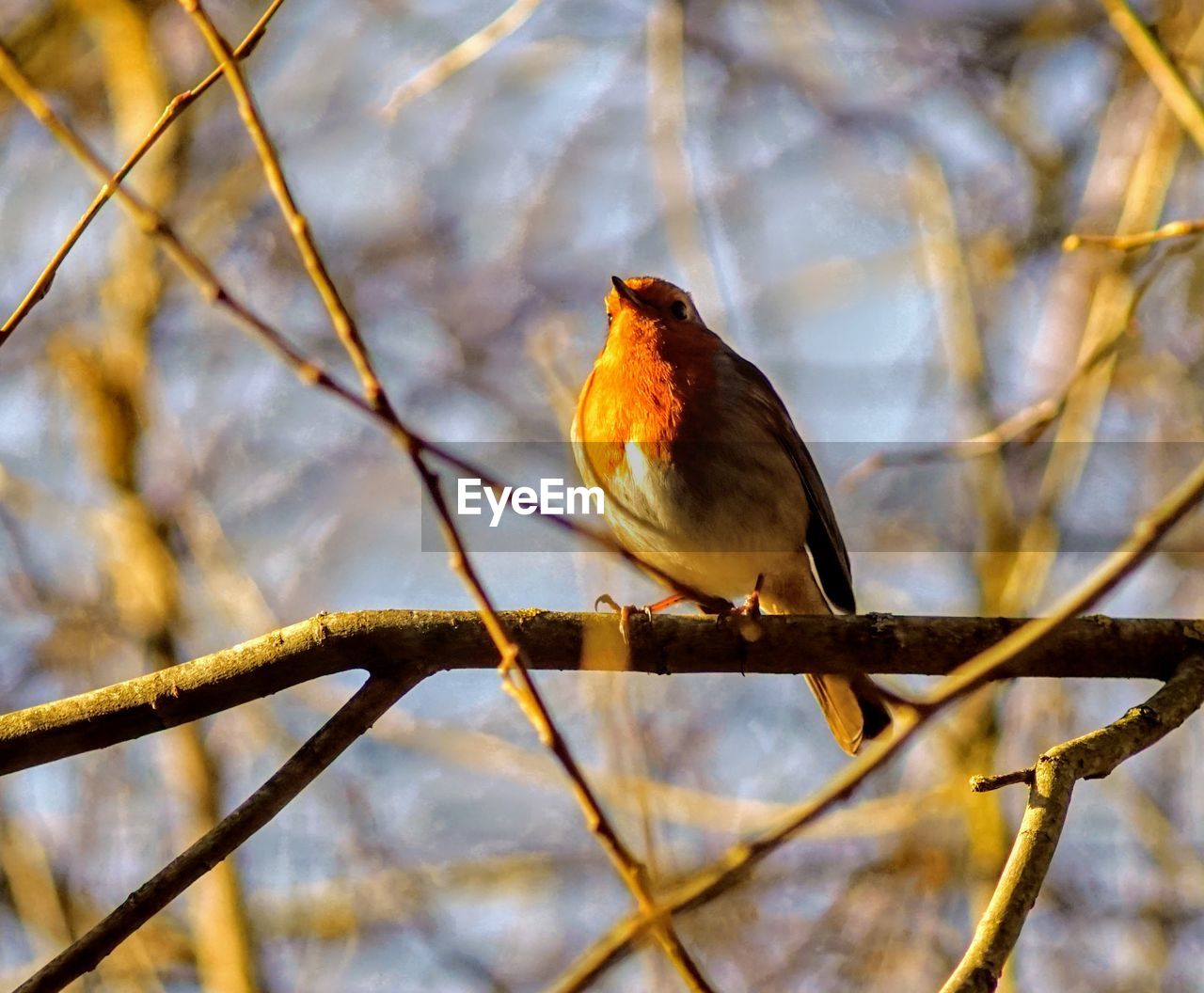 nature, bird, animal themes, animal, animal wildlife, wildlife, perching, one animal, yellow, branch, tree, robin, plant, beak, no people, autumn, outdoors, leaf, beauty in nature, focus on foreground, close-up, flower, day