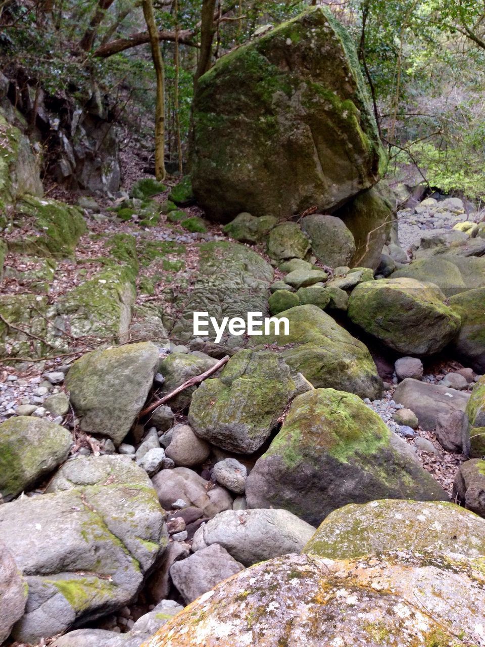 ROCKS ON TREE