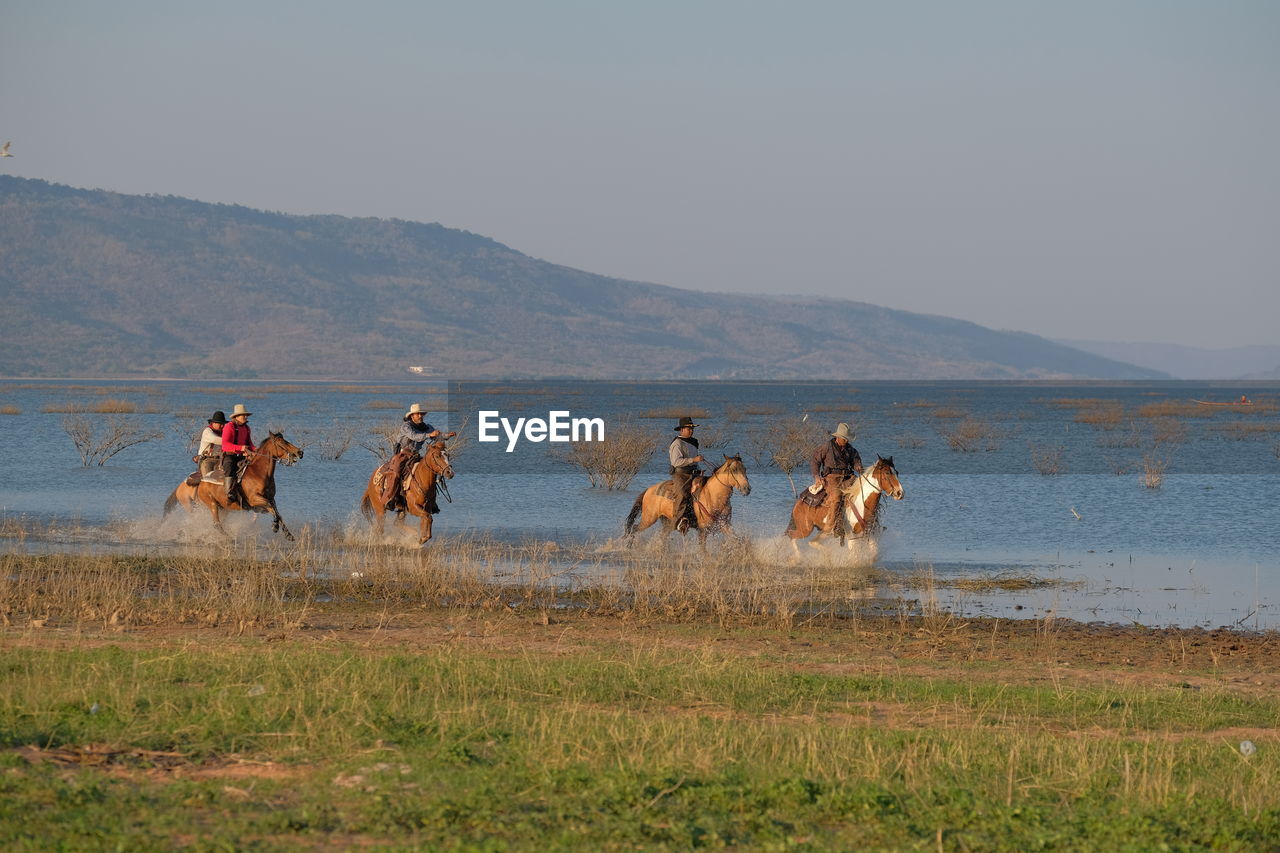 GROUP OF HORSES ON FIELD