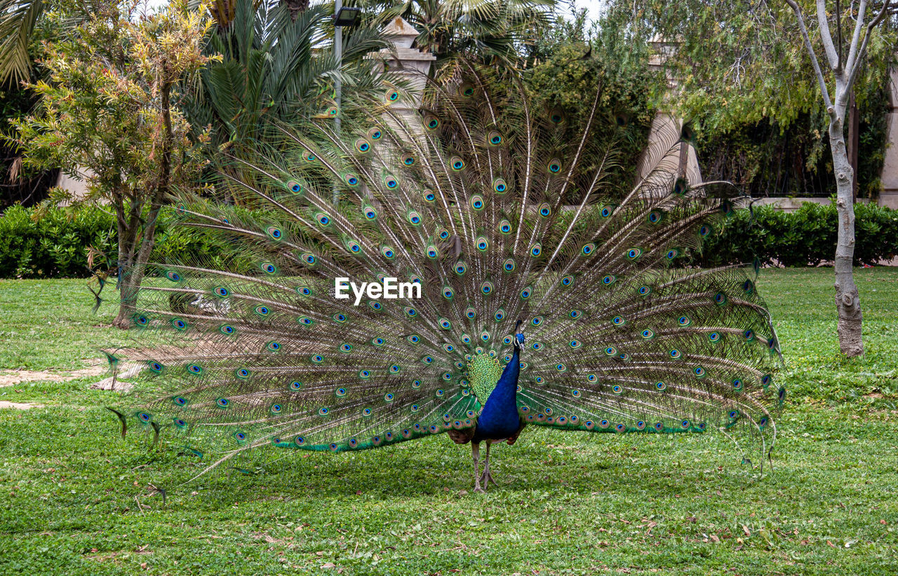 peacock, bird, peacock feather, fanned out, animal themes, animal, animal wildlife, feather, wildlife, one animal, beauty in nature, nature, showing, showing off, plant, grass, no people, green, day, tree, animal behavior, blue, multi colored, outdoors, tail, field, backyard, spreading, land, garden, elegance