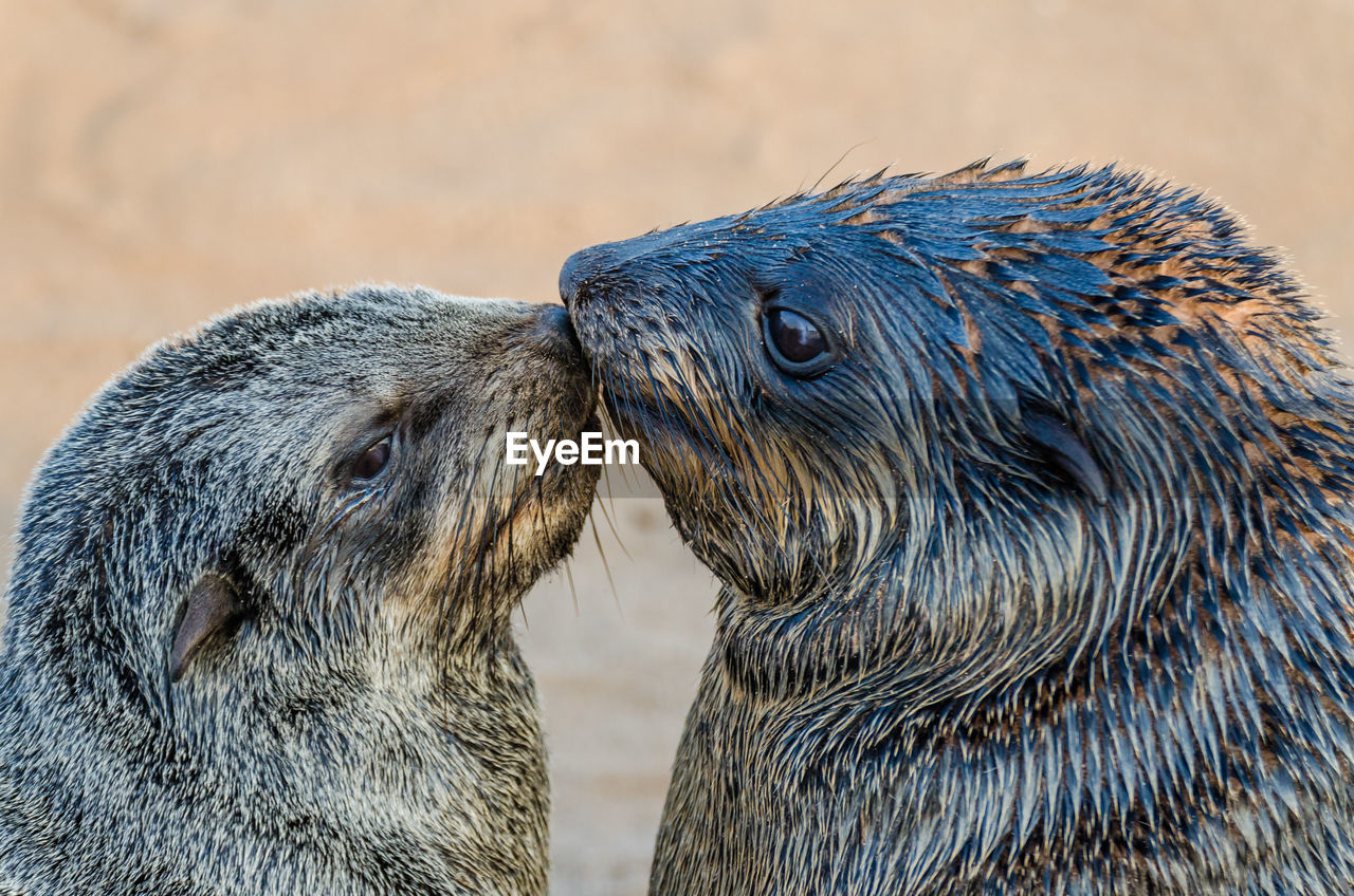 Close-up of two brown fur seal kissing on beach, cape cross seal reserve, namibia