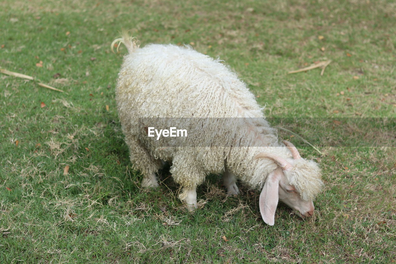 HIGH ANGLE VIEW OF SHEEP ON GRASSY FIELD