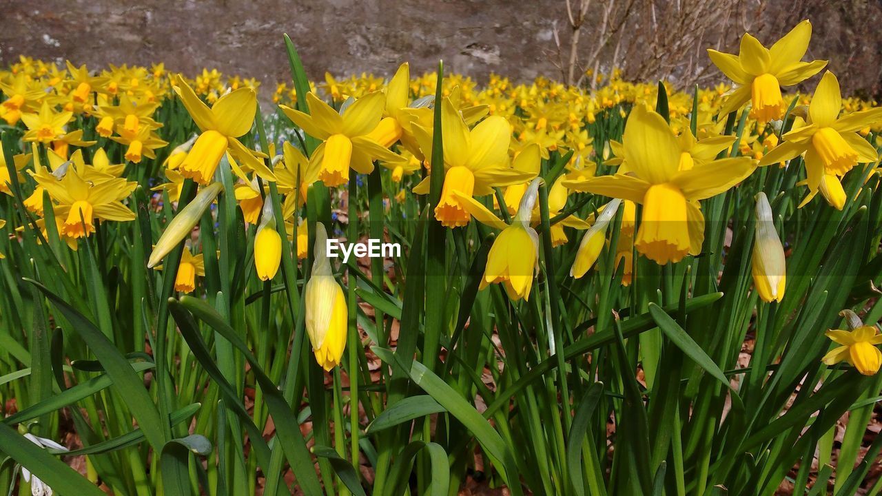 YELLOW FLOWERS BLOOMING ON FIELD