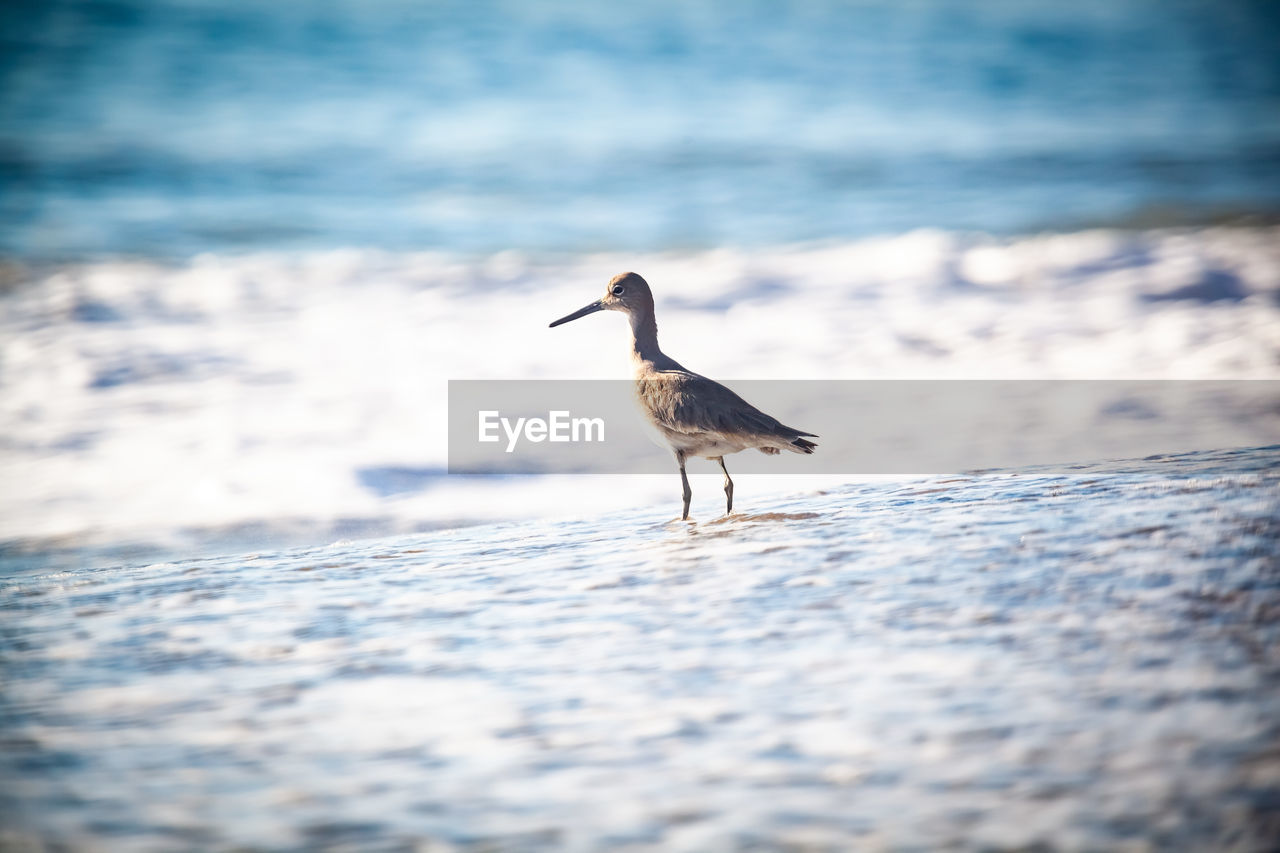 BIRD ON BEACH