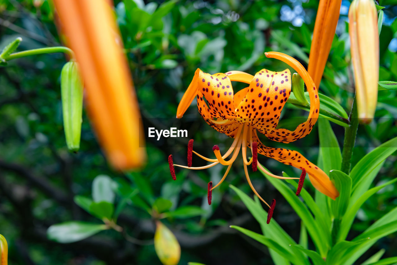 plant, flower, flowering plant, beauty in nature, nature, animal wildlife, growth, butterfly, lily, animal themes, close-up, animal, yellow, orange color, no people, plant part, insect, freshness, leaf, petal, outdoors, green, wildlife, animal wing, fragility, botany, flower head, macro photography, jungle, focus on foreground, environment, travel destinations, one animal, garden, summer, day, springtime