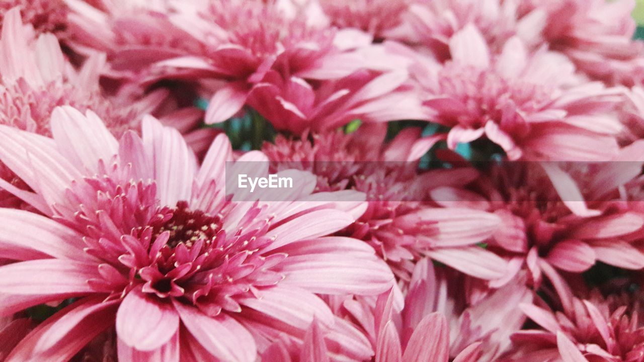 CLOSE-UP OF PINK COSMOS FLOWERS BLOOMING OUTDOORS