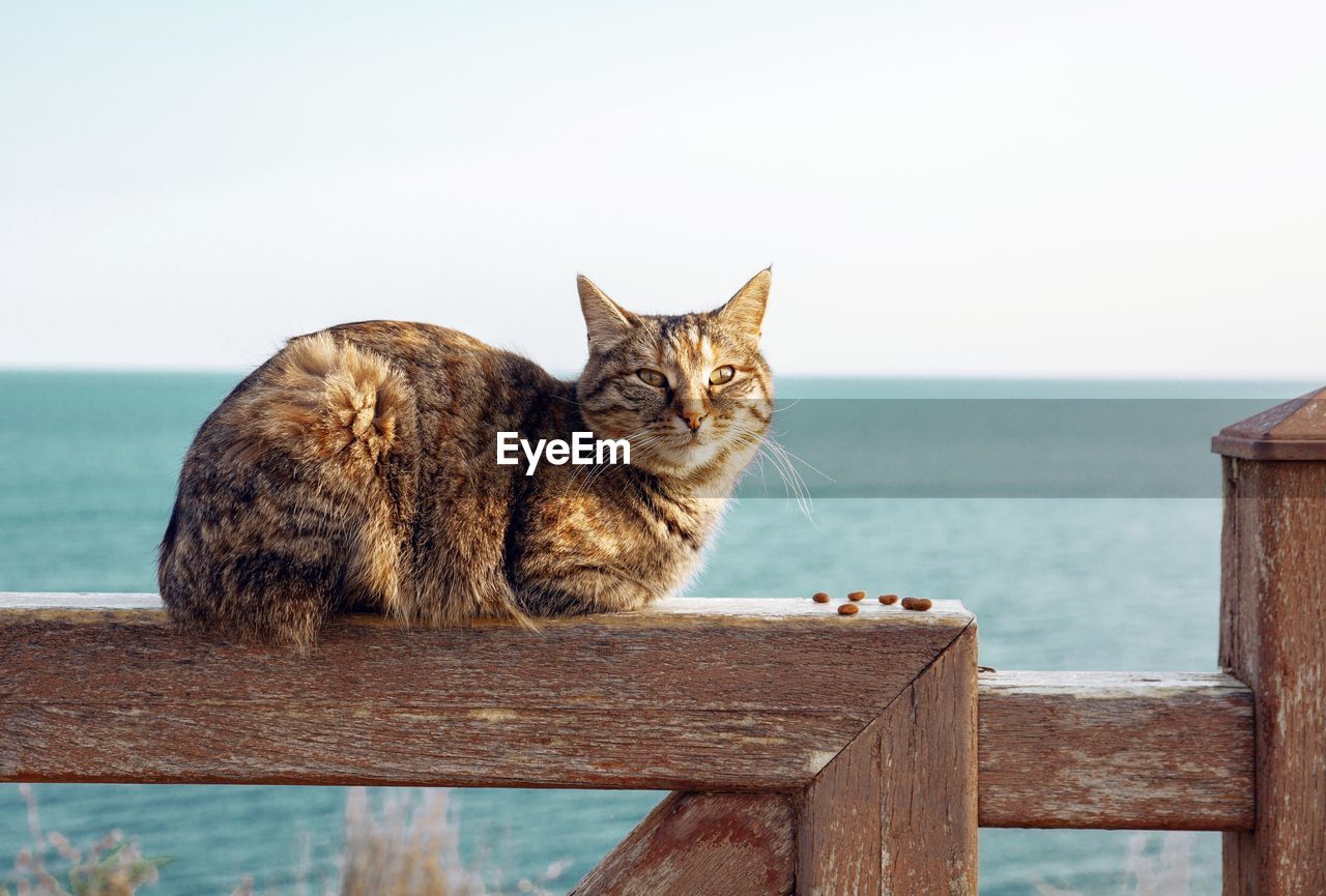 Cat looking at sea against clear sky