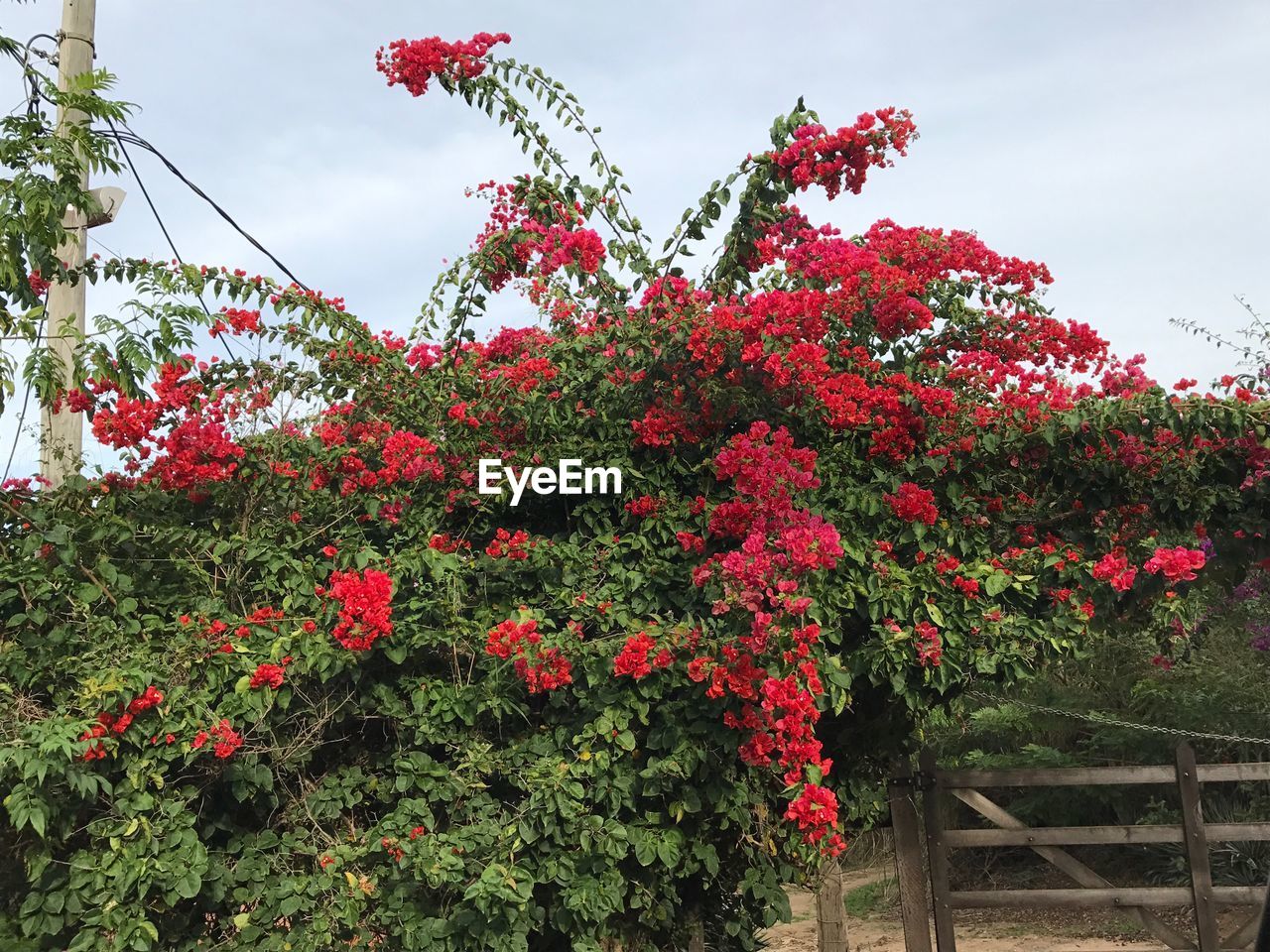 RED FLOWERS ON BLOSSOM