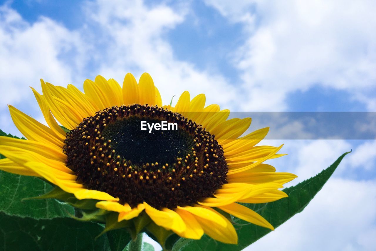 Close-up of fresh sunflower blooming against sky