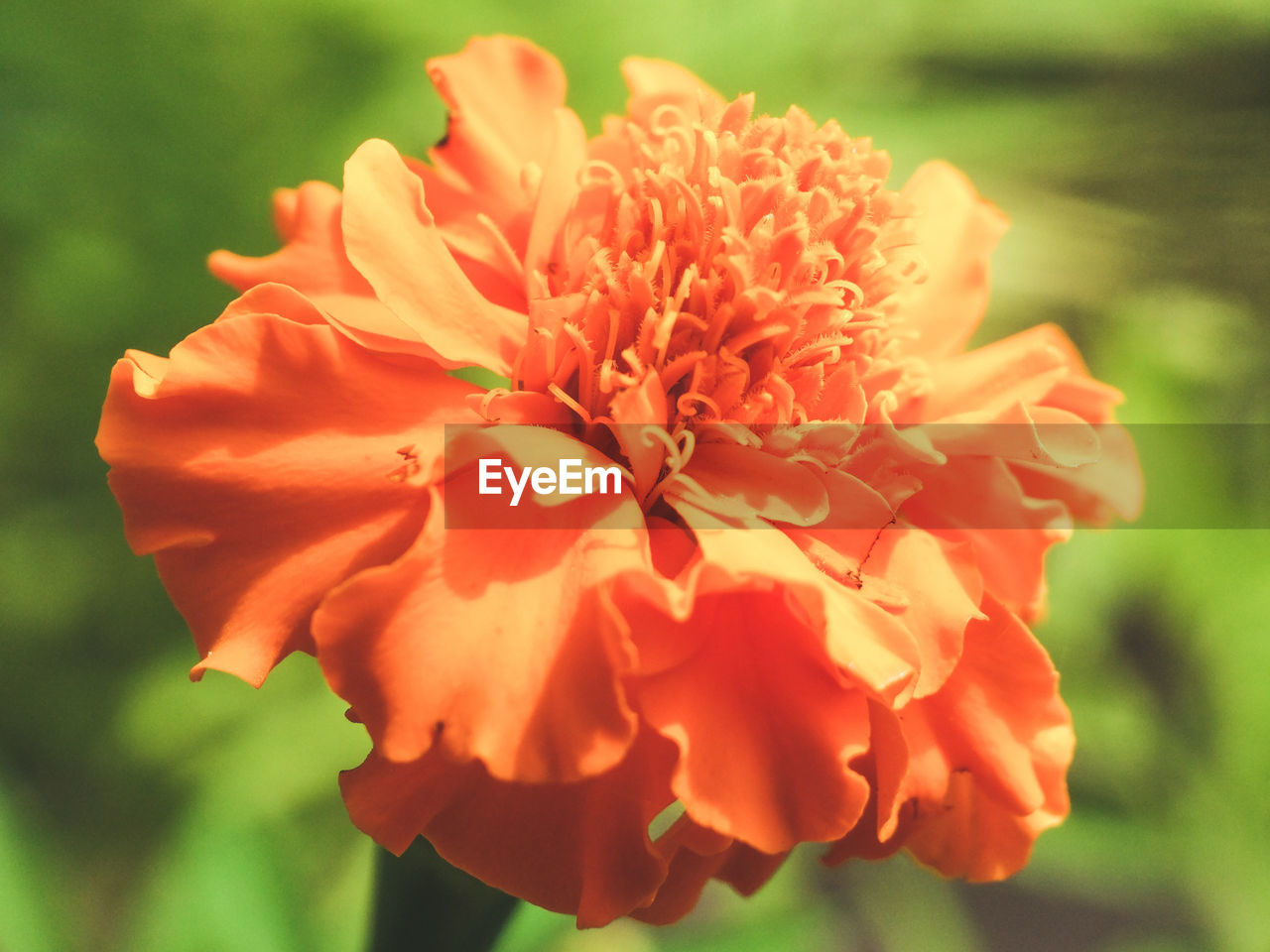 CLOSE-UP OF ORANGE MARIGOLD