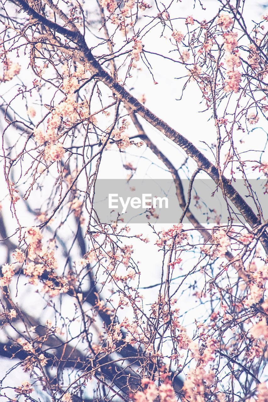 LOW ANGLE VIEW OF CHERRY BLOSSOM ON TREE