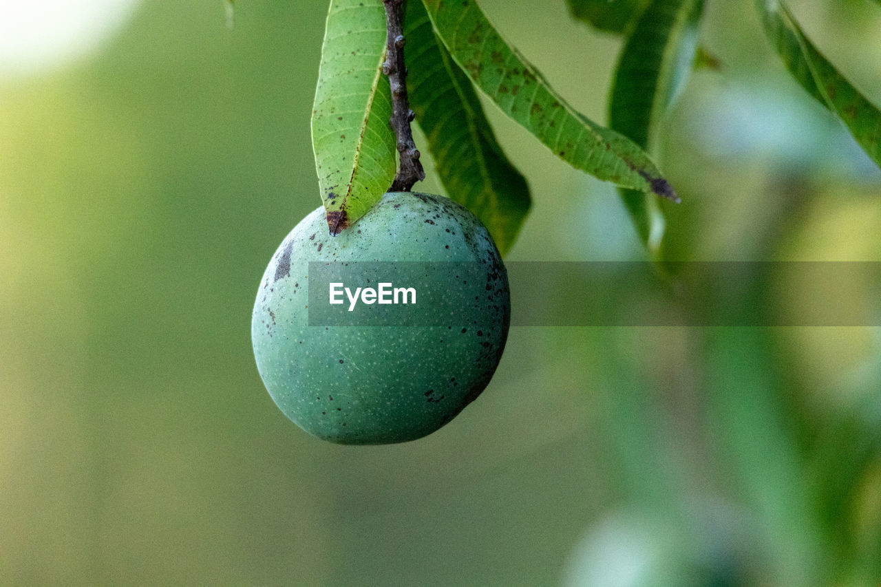 CLOSE-UP OF FRUITS ON TREE