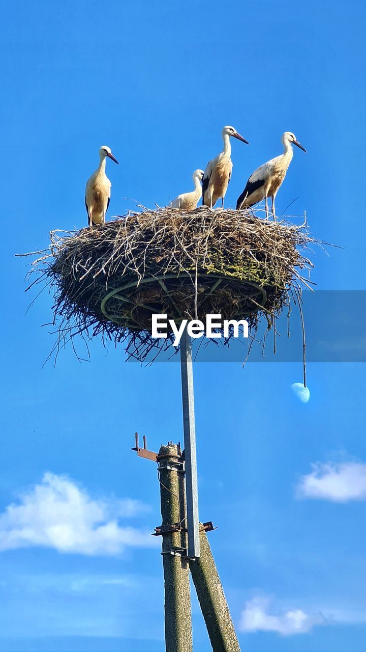 bird, animal themes, animal, wildlife, animal wildlife, white stork, sky, animal nest, group of animals, stork, blue, nature, ciconiiformes, perching, no people, cloud, low angle view, day, outdoors, two animals