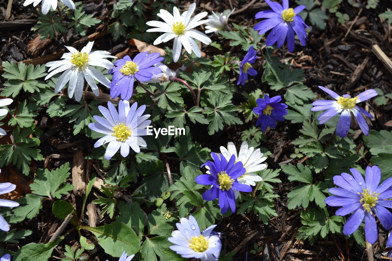 PURPLE FLOWERS BLOOMING
