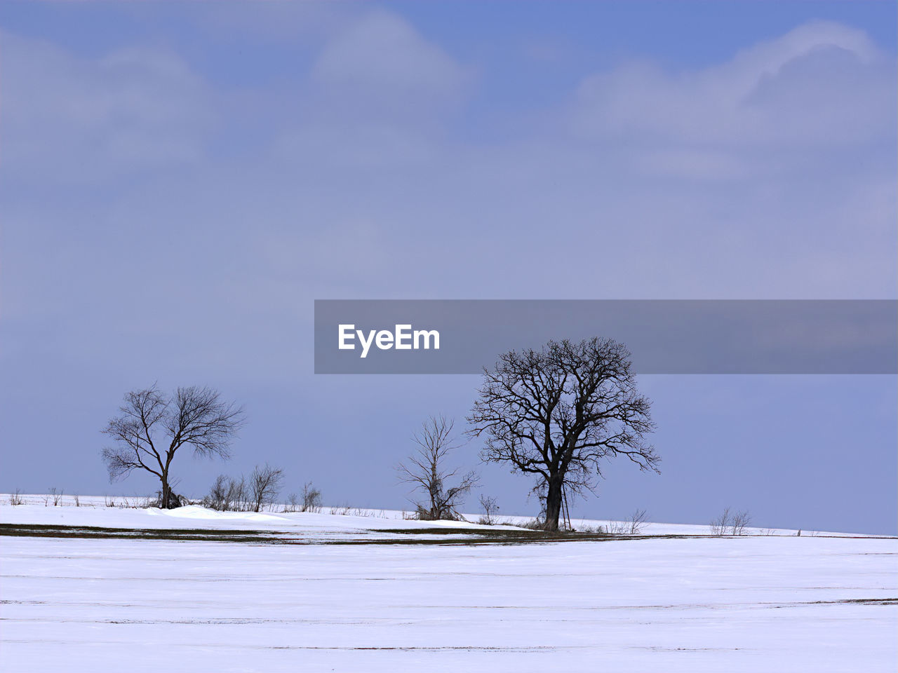TREES ON SNOW COVERED FIELD AGAINST SKY