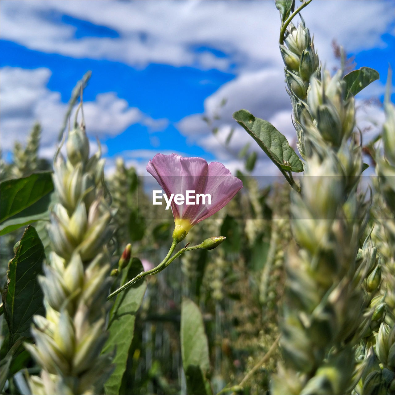 CLOSE-UP OF FLOWERING PLANTS