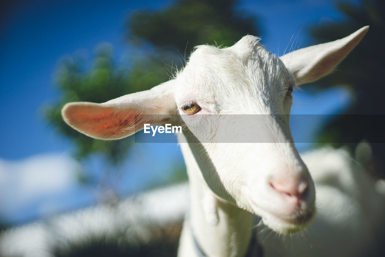 Sightseeing spots on the remote island of miyakojima in okinawa, japan close-up of one young goat