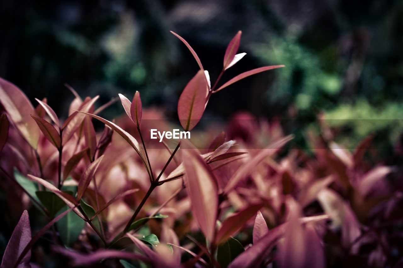 CLOSE-UP OF RED PLANT