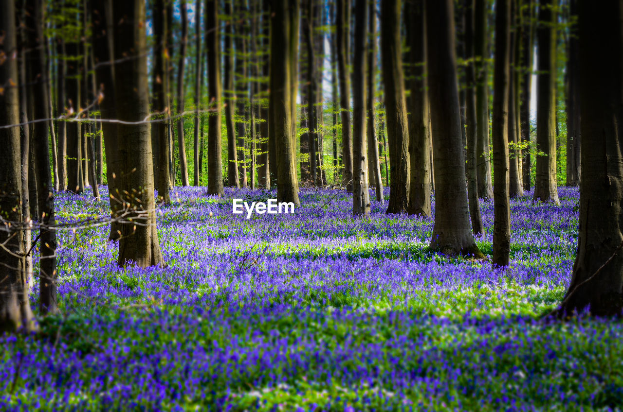 Purple flowering plants by trees in forest