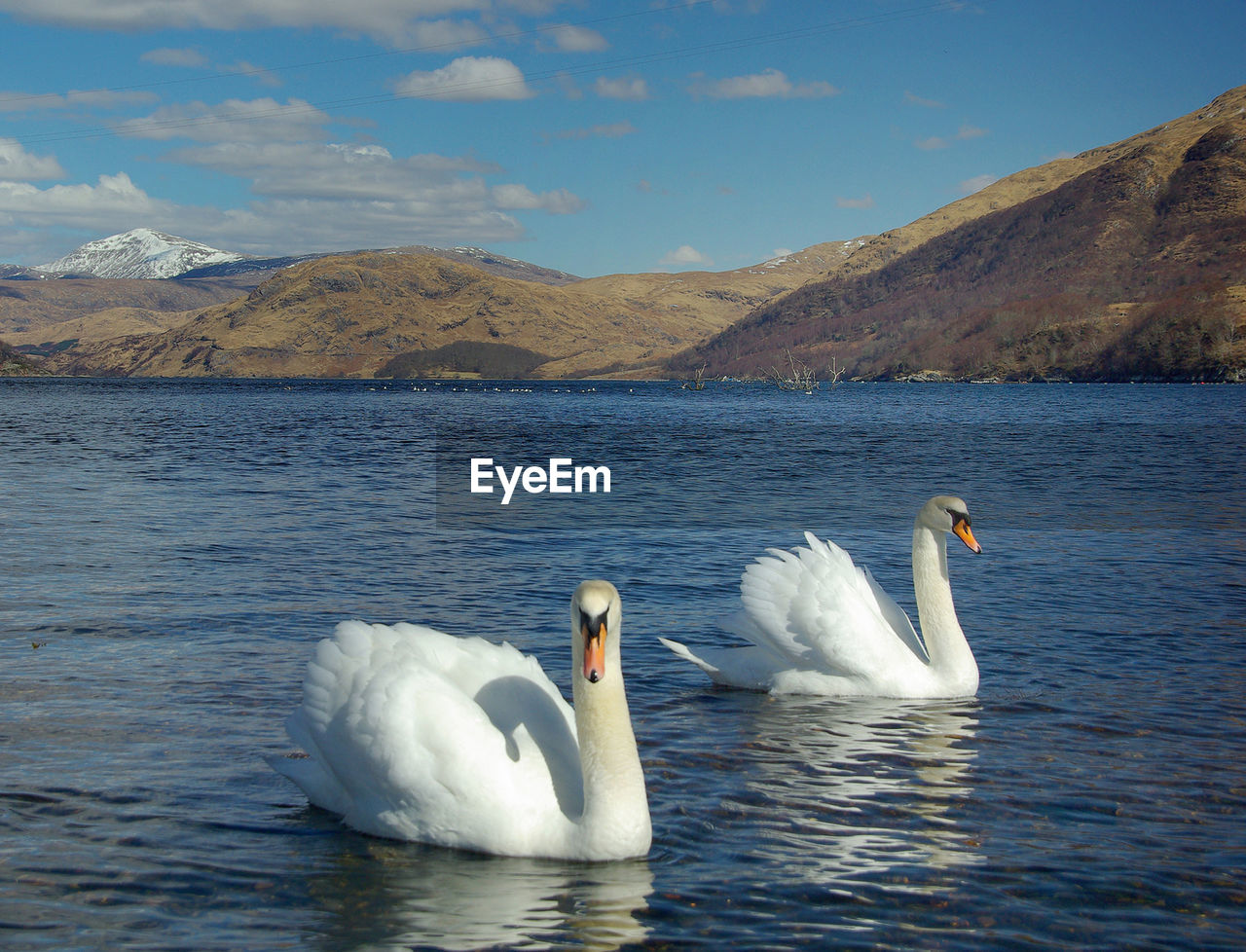 SWAN SWIMMING IN LAKE AGAINST SKY