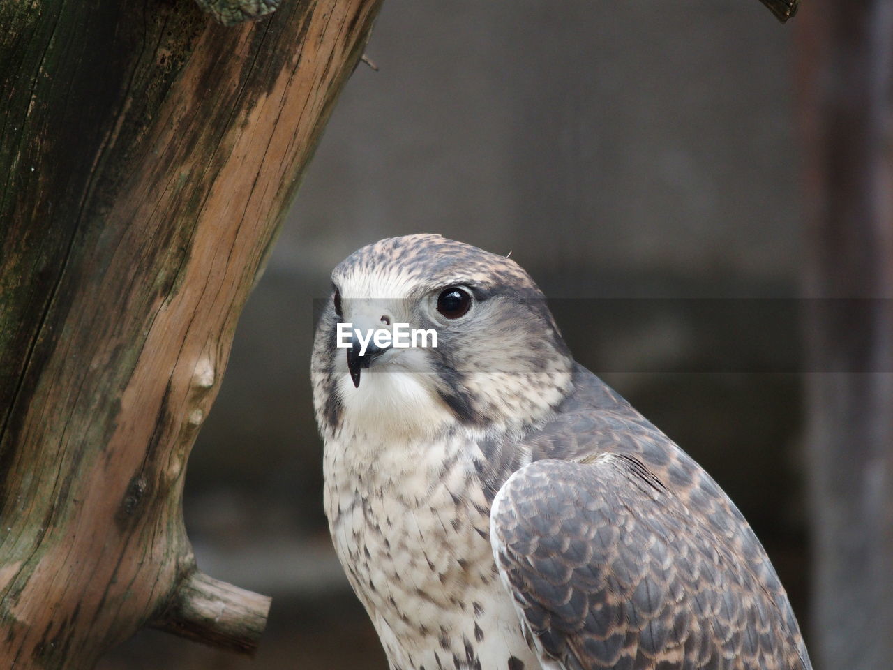 Close-up of falcon on tree trunk