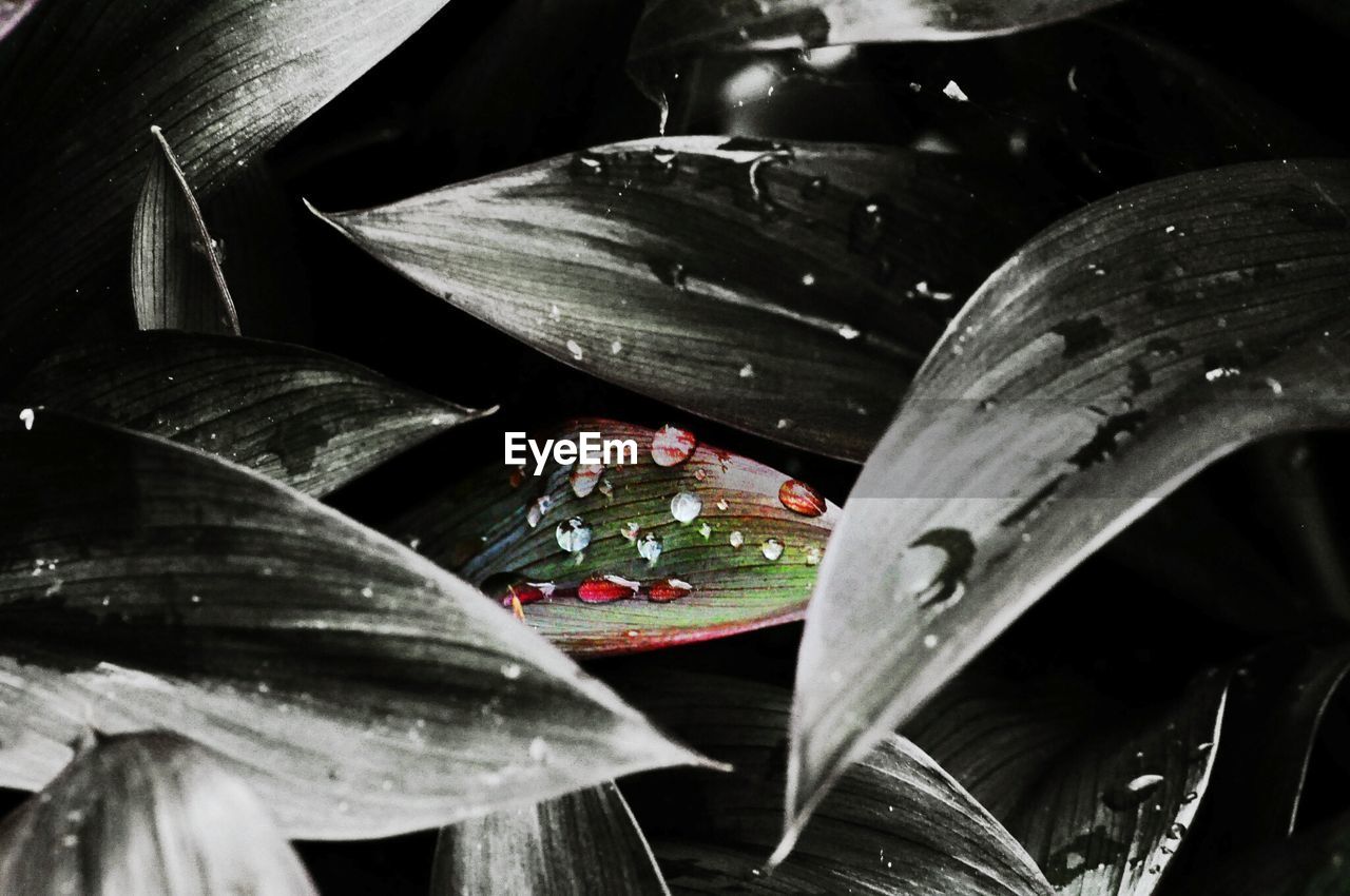 CLOSE-UP OF WET LEAVES AT WATER
