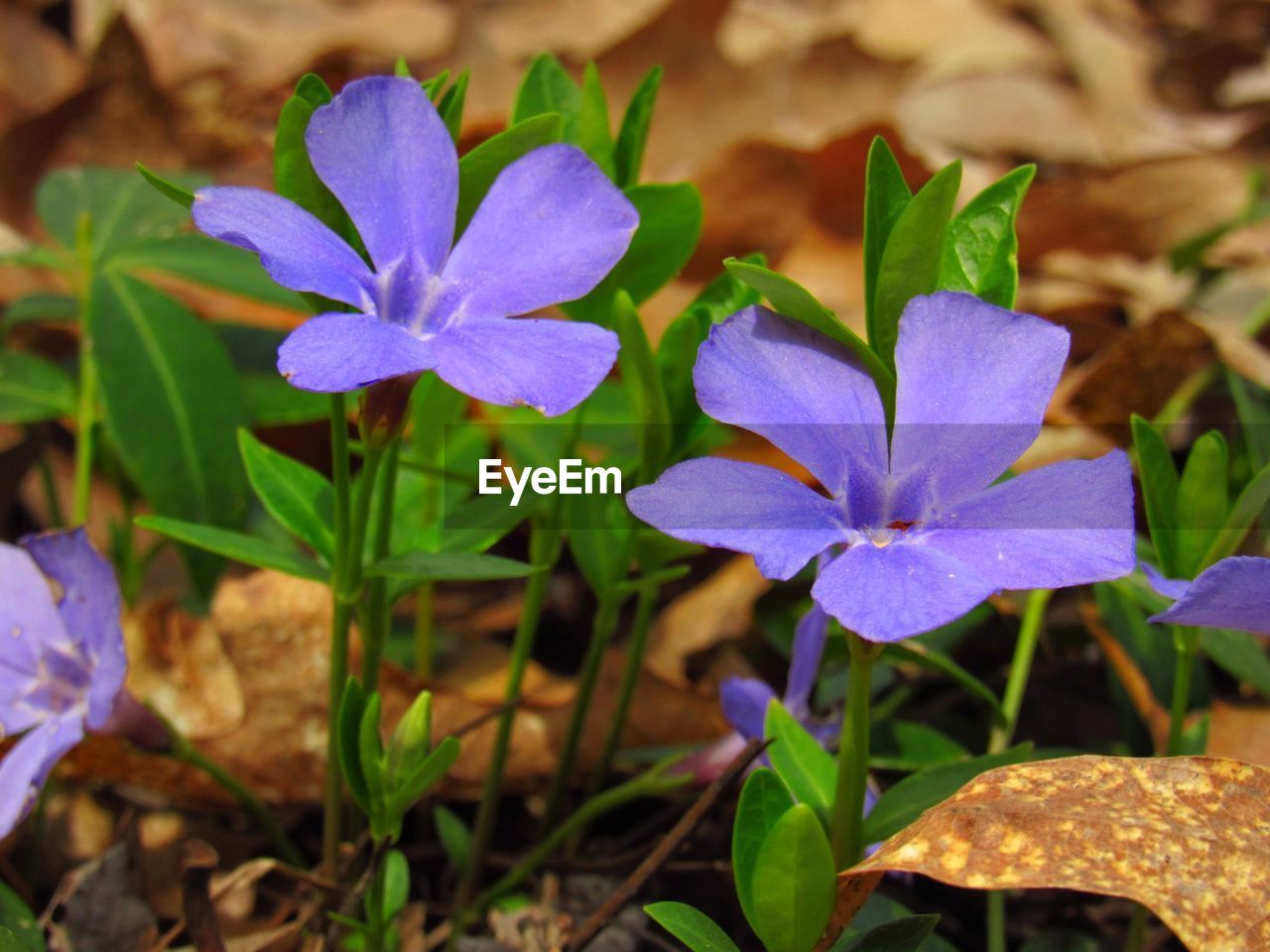 CLOSE-UP OF CROCUS BLOOMING OUTDOORS