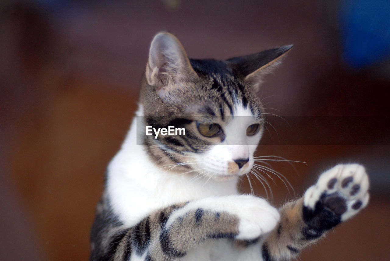 Brown tabby kitten playing kung fu