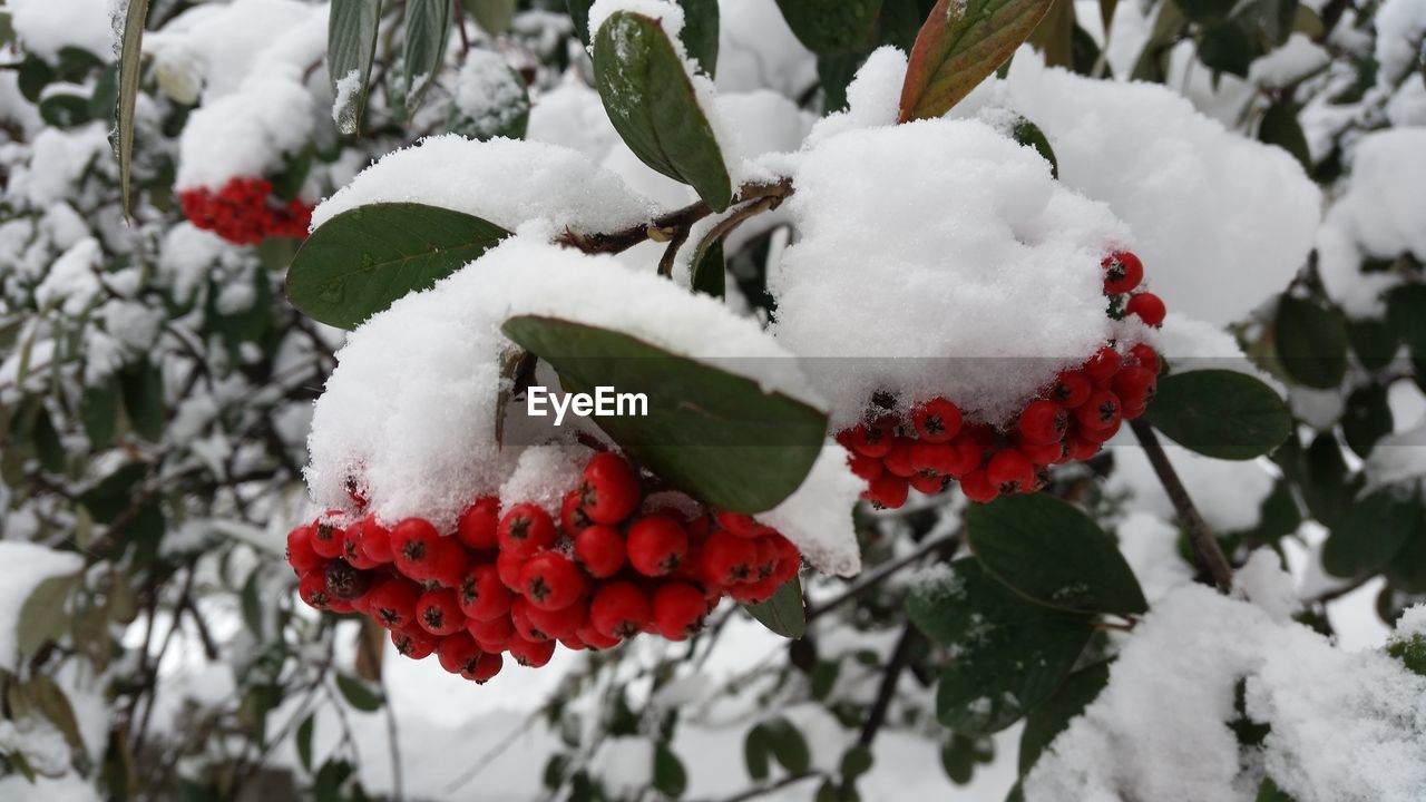 CLOSE-UP OF FROZEN RED BERRIES ON TREE