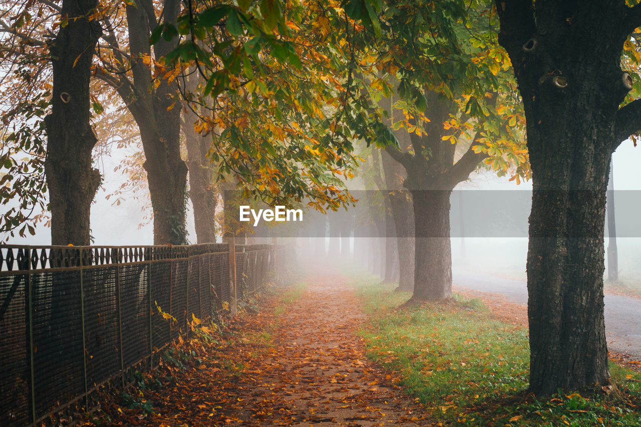 Trees on landscape during autumn