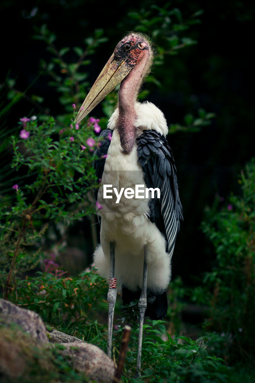Bird perching against plants
