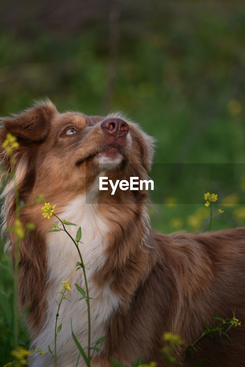 An australian shepherd looks up