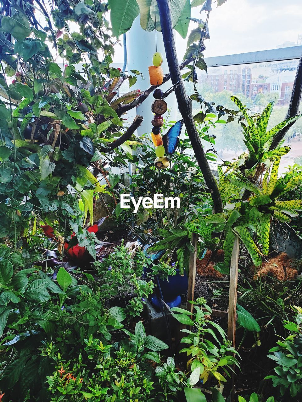 CLOSE-UP OF POTTED PLANTS