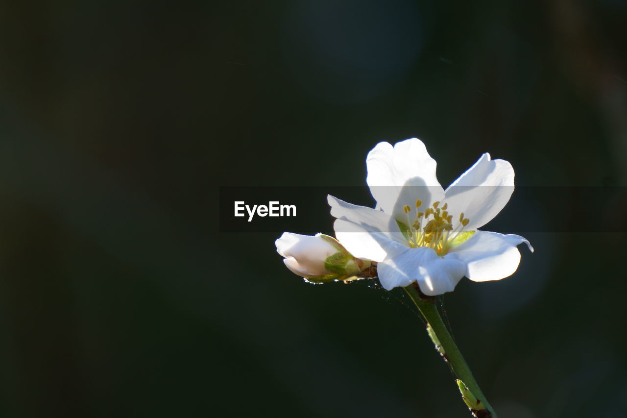flower, flowering plant, plant, freshness, beauty in nature, fragility, petal, close-up, flower head, macro photography, nature, blossom, white, inflorescence, growth, yellow, springtime, pollen, no people, focus on foreground, plant stem, outdoors, botany, copy space, animal wildlife, green, day, stamen