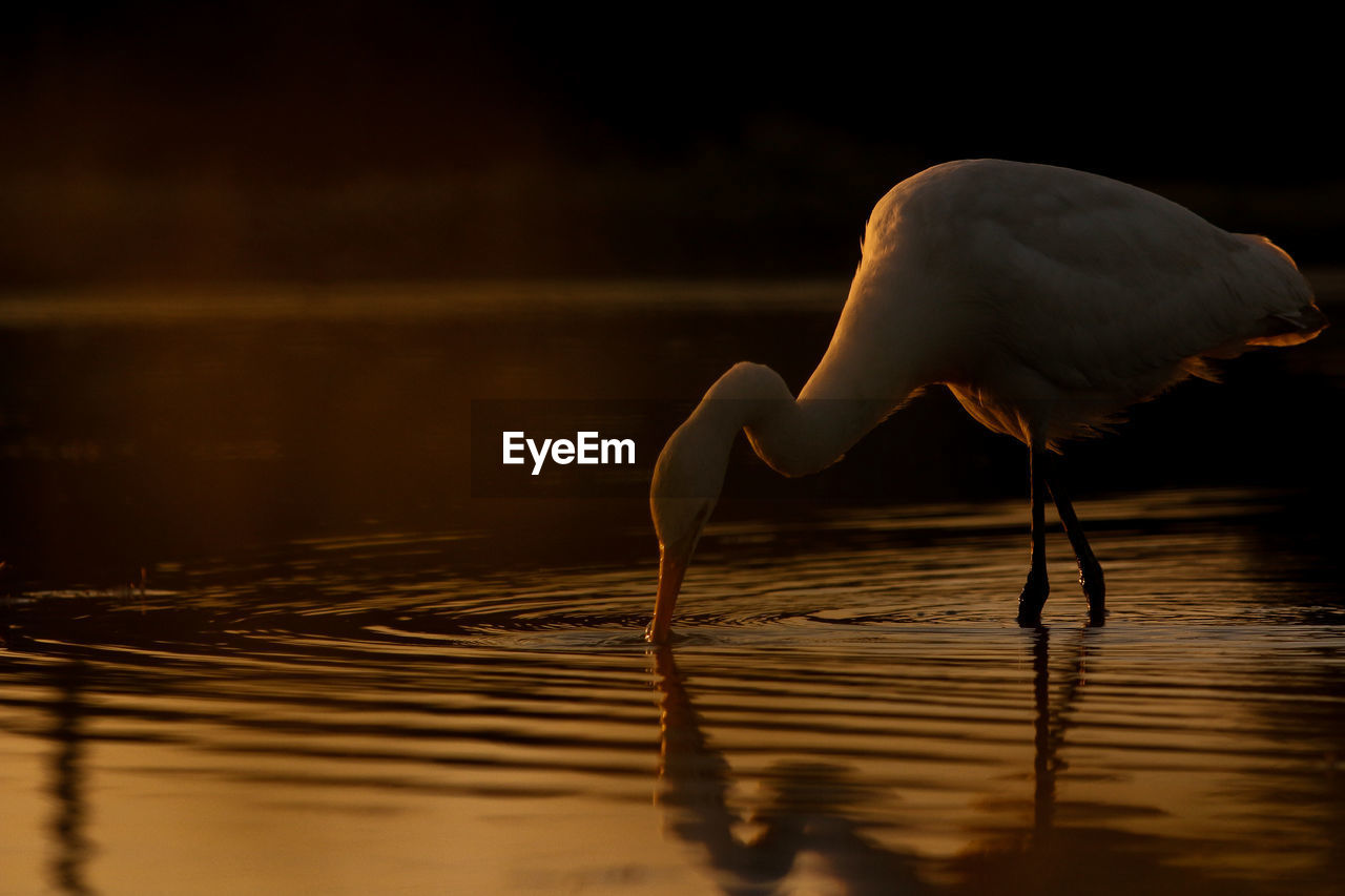 BIRD ON A LAKE