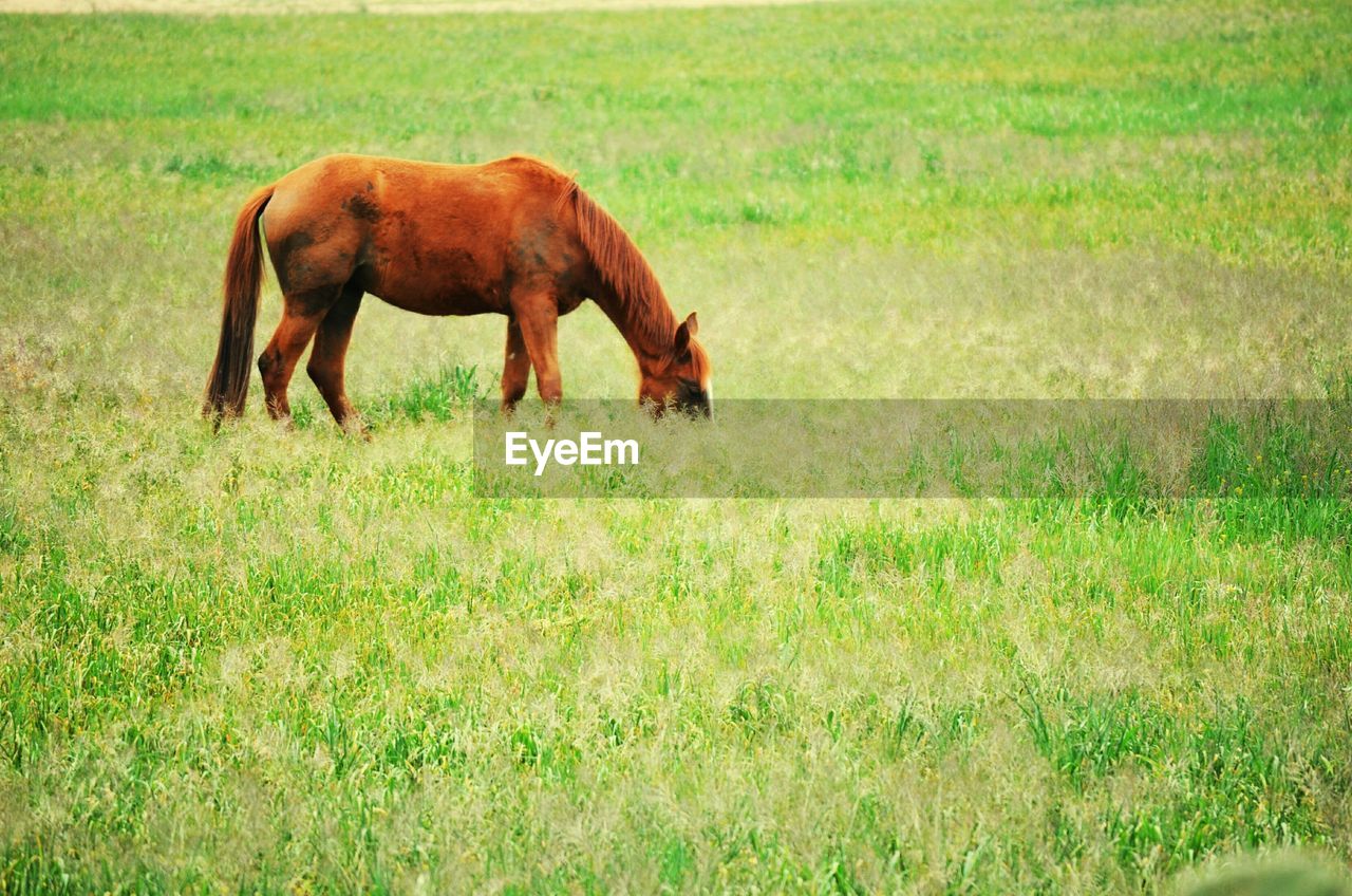 Horse grazing on field