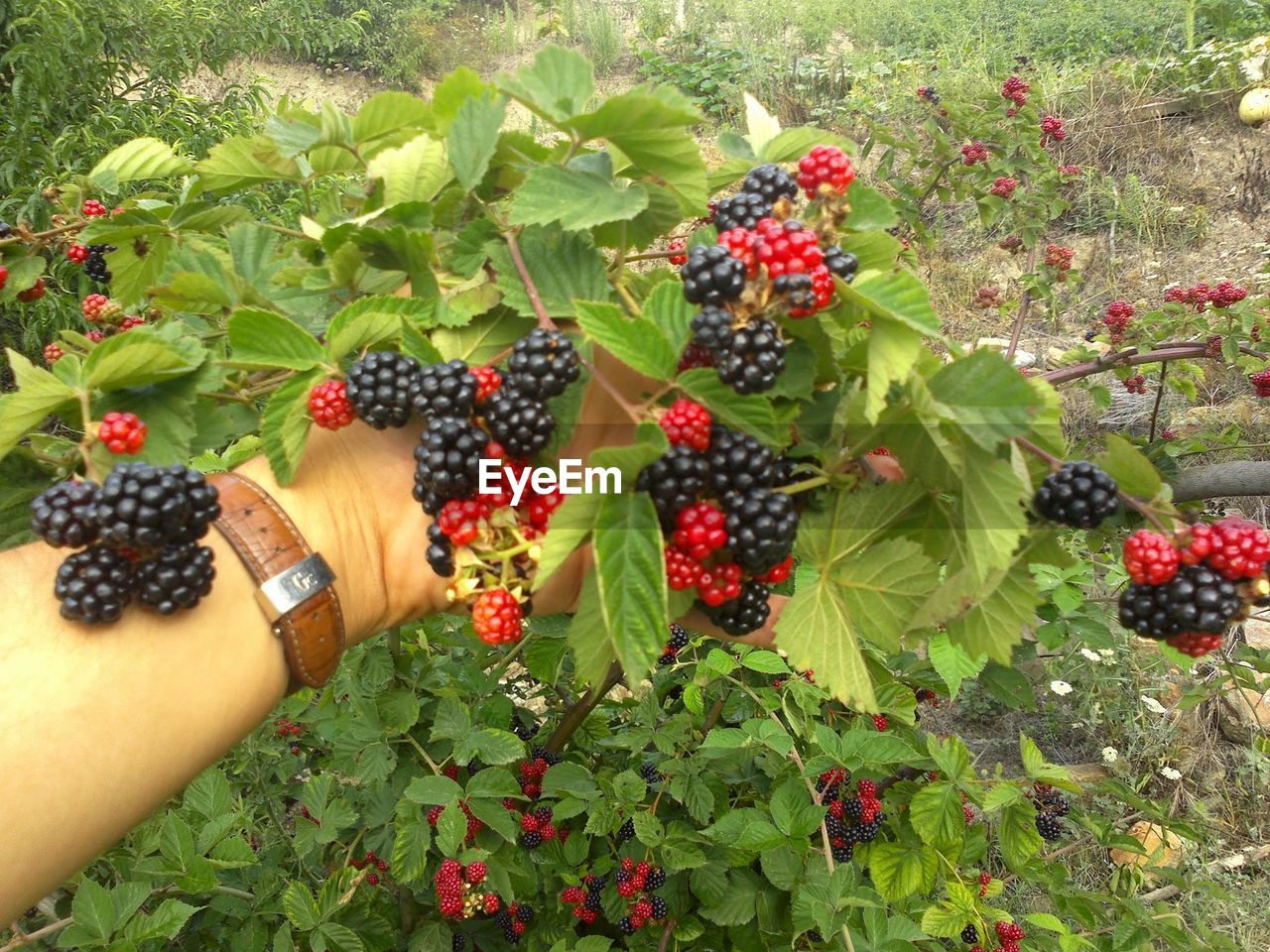 PLANT GROWING ON FIELD