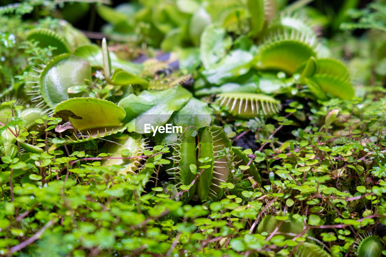 Plants are predators. insect catcher plant botanical garden. dionaea muscipula