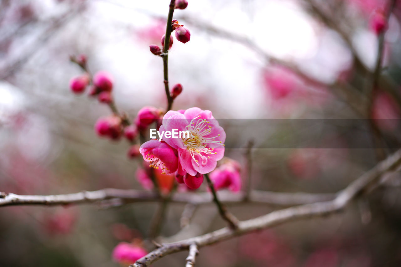 CLOSE-UP OF PINK CHERRY BLOSSOMS ON BRANCH