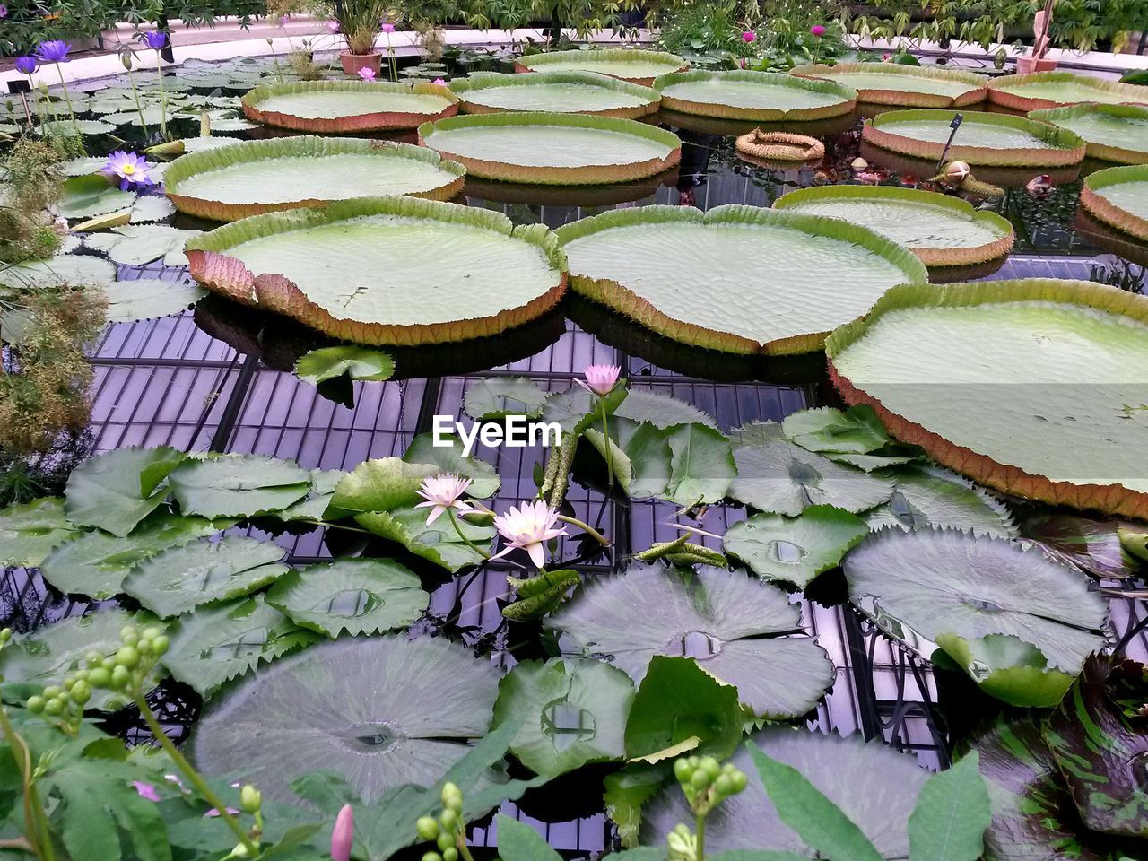 HIGH ANGLE VIEW OF FLOWERS