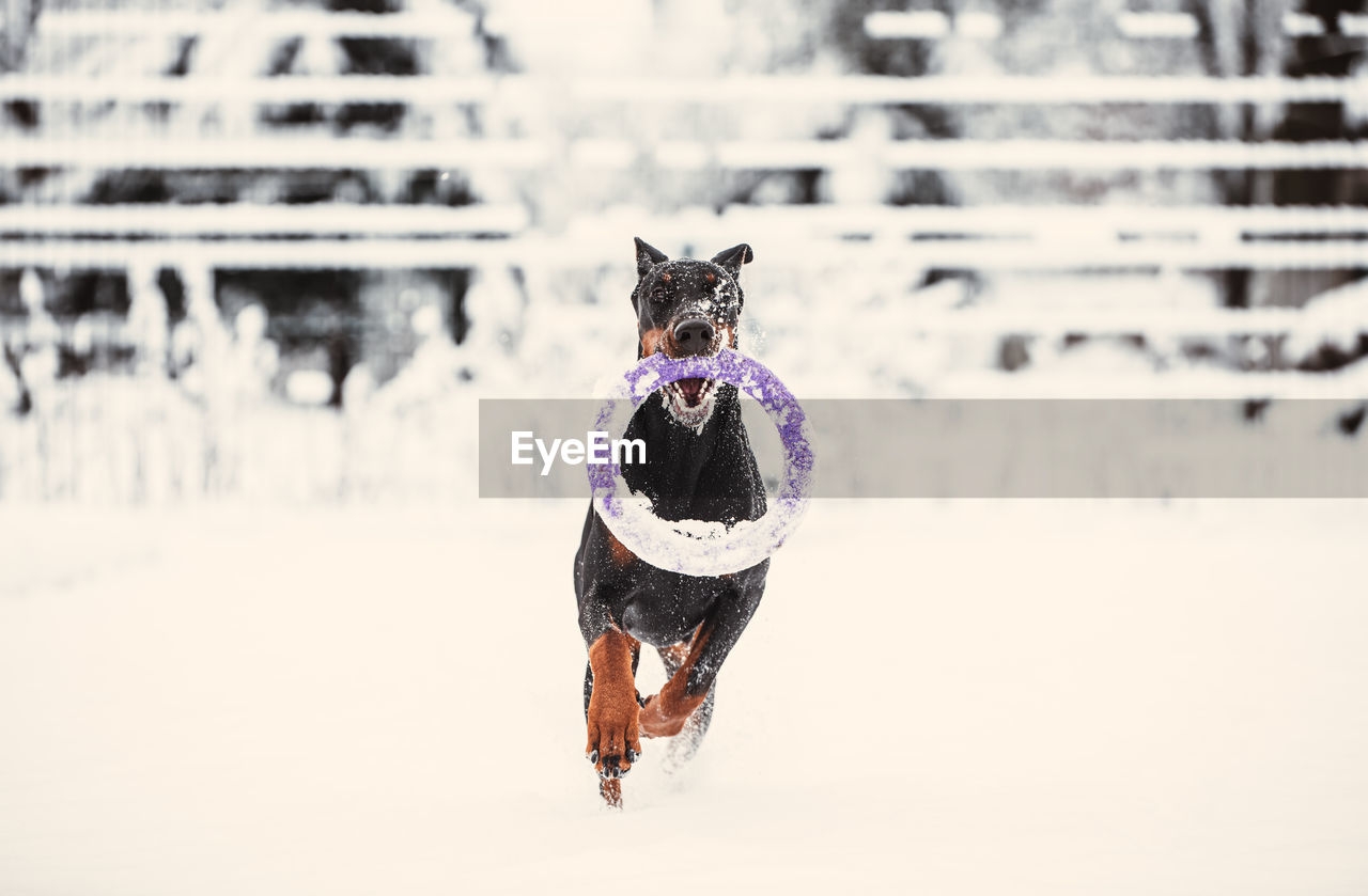 Portrait of dog running