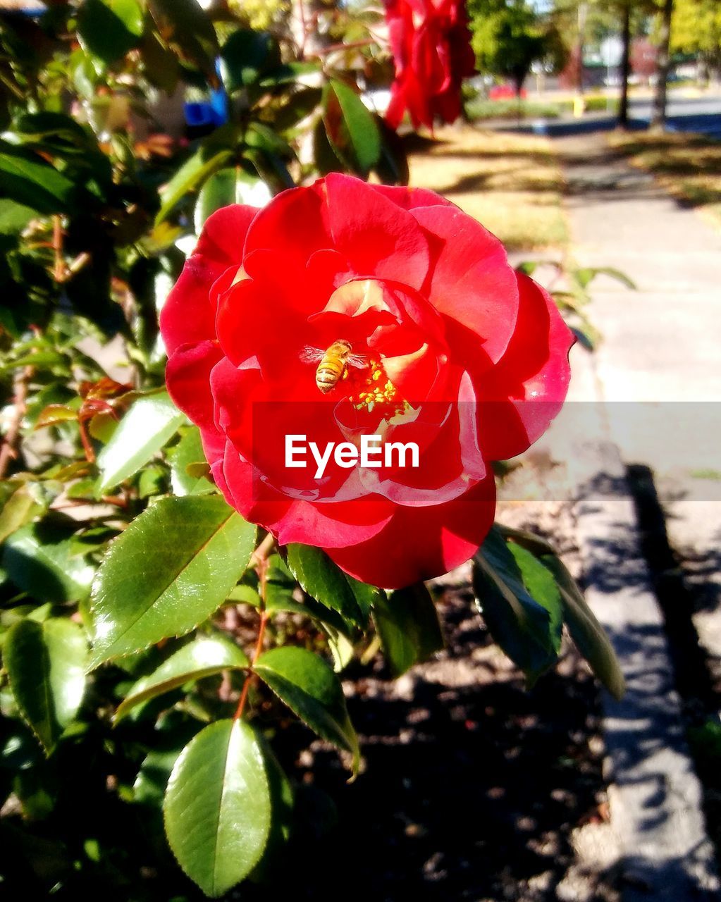 CLOSE-UP OF RED FLOWERS